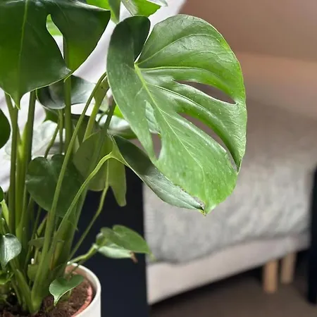 Le Belly - Appartement Fontainebleau