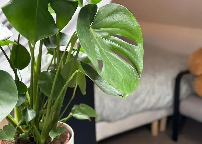 Le Belly - Apartamento Fontainebleau